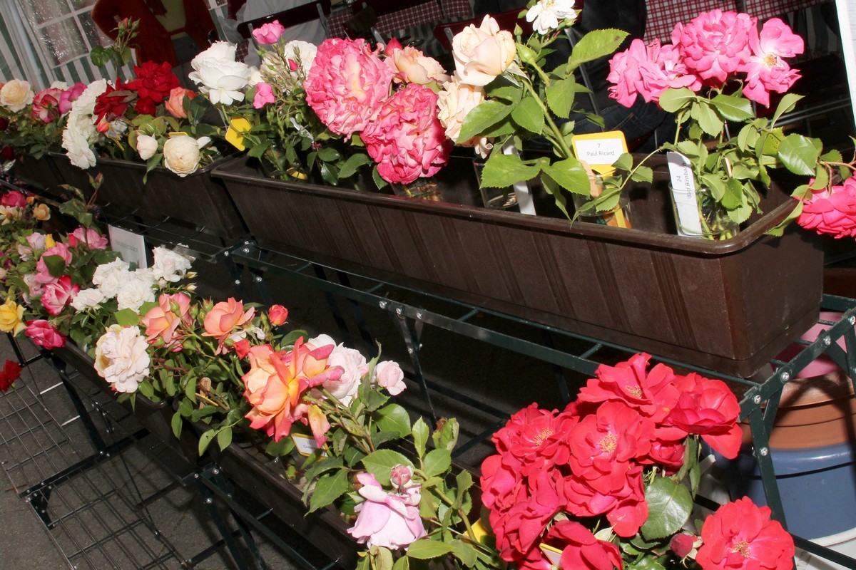 n_2014_06_21_Rosenfest_6813.jpg