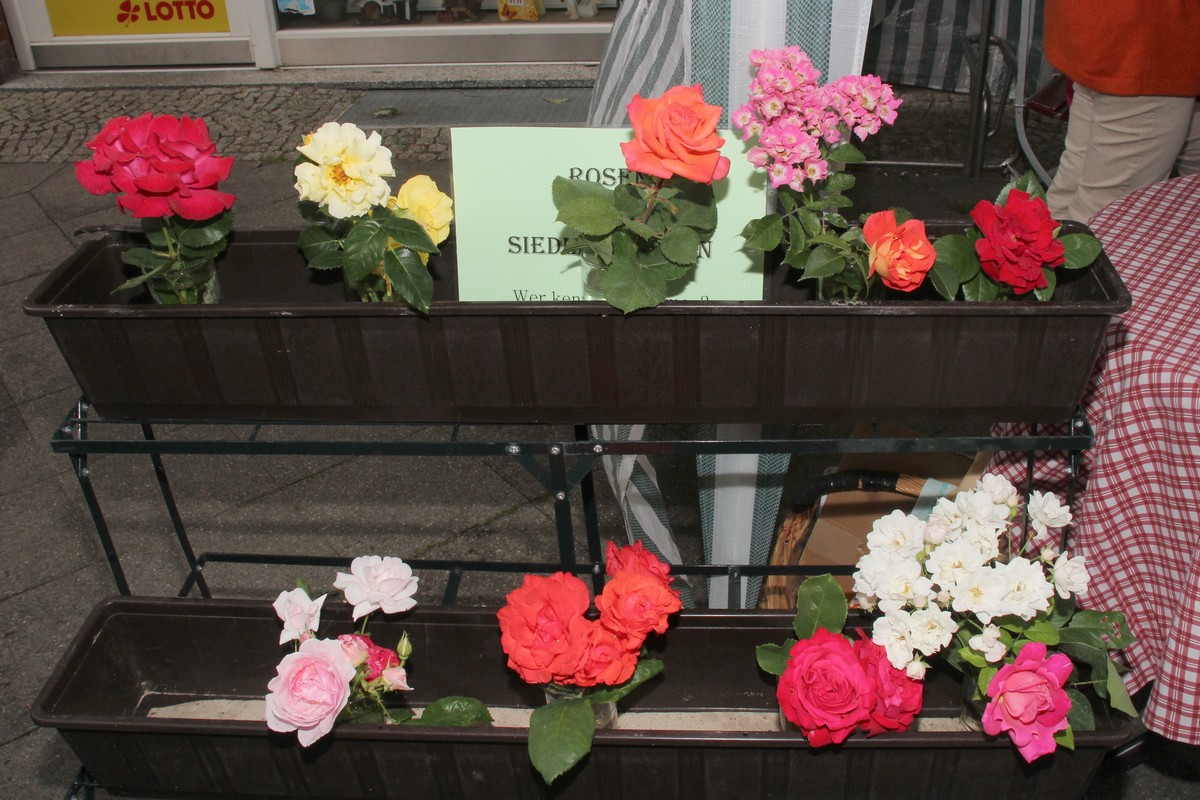 n_2014_06_21_Rosenfest_6815.jpg