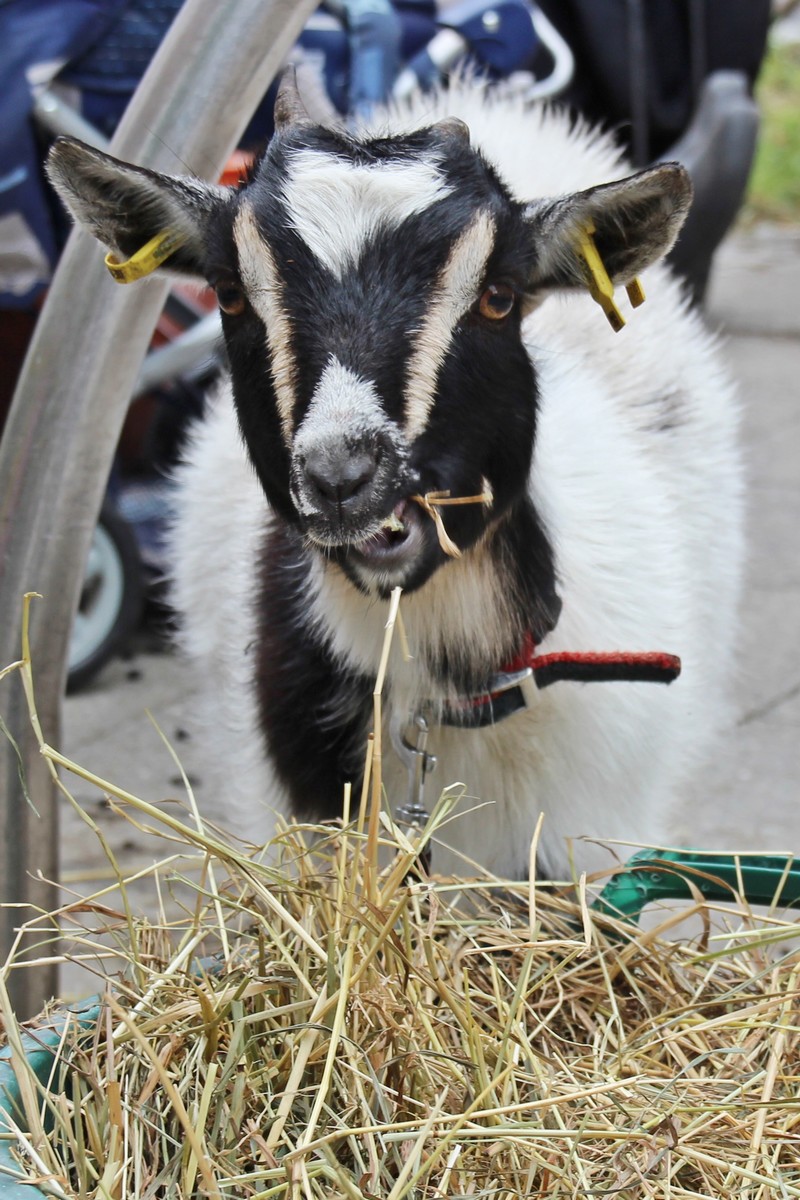 n_2014_06_22_Rosenfest_7543.jpg