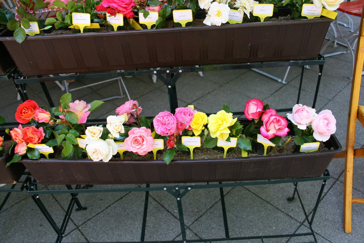 n_Eichwalde_bei_Berlin_2009_06_13_rosenfest_4400.jpg