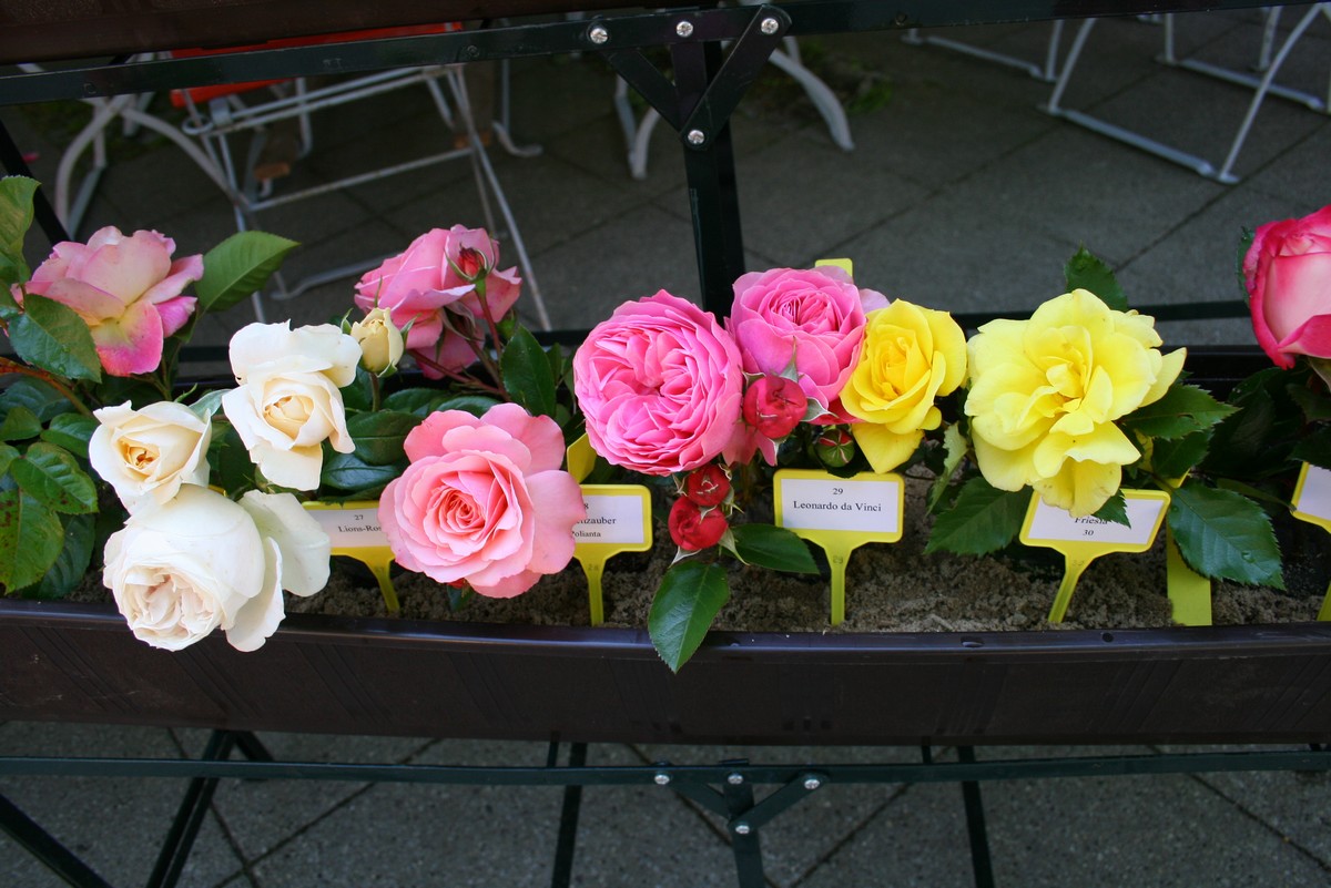 n_Eichwalde_bei_Berlin_2009_06_13_rosenfest_4403.jpg