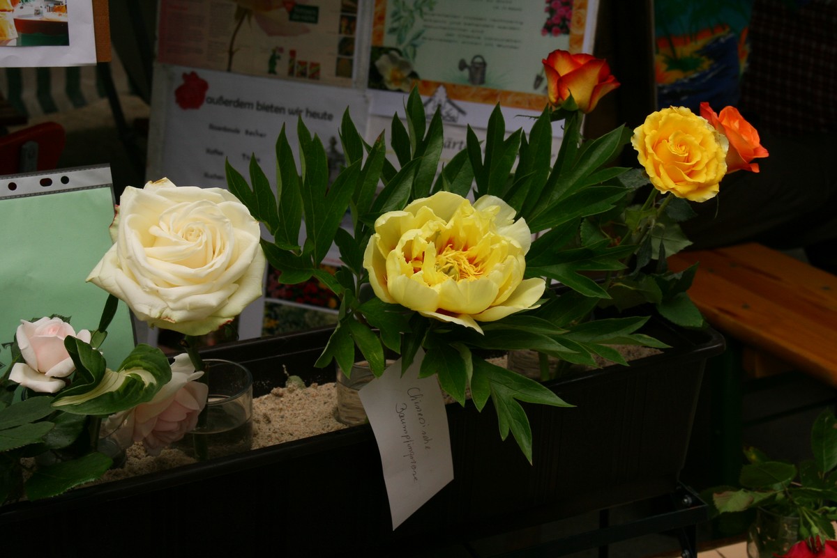 n_Eichwalde_bei_Berlin_2010_06_12_Rosenfest_8486.jpg
